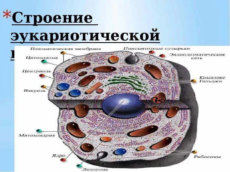 Какие функции выполняет эукариотическая клетка. Эукариотическая клетка презентация 10 класс. строение эукариотической клетки. эукариотическая клетка строение. структура эукариотической клетки.