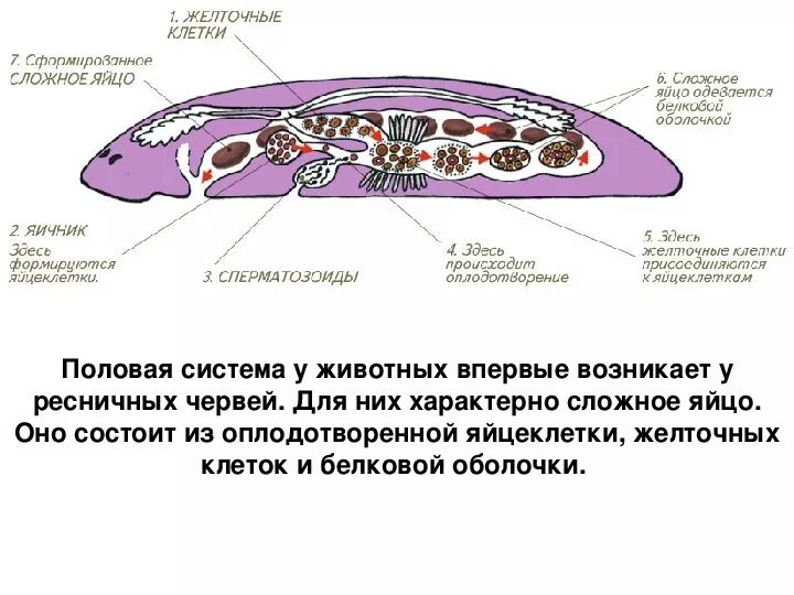 Система ресничных червей. Ресничные черви половая система. Половая система плоских червей ресничных. Ресничные черви половое размножение. Класс Ресничные черви половая система.