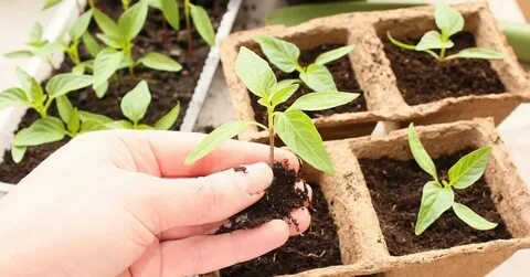 Не растет рассада перца что делать