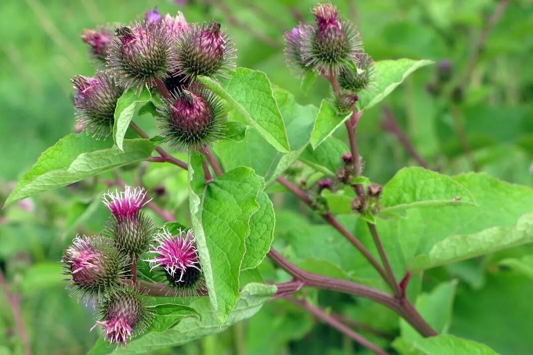 Лопух картинки. Репей лопух. Лопух большой Arctium Lappa. Репейник обыкновенный. Репейник Луговой.