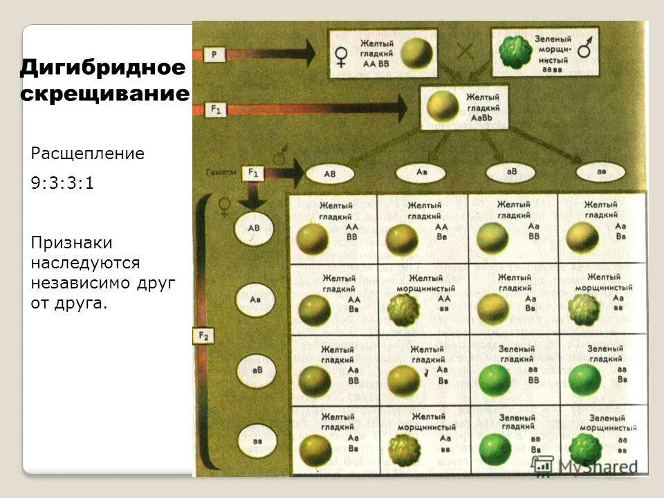 Дигибридное скрещивание 1:1:1:1. Генетика дигибридное скрещивание. 9 3 3 1 Дигибридное скрещивание. Дигибридное скрещивание 9331.