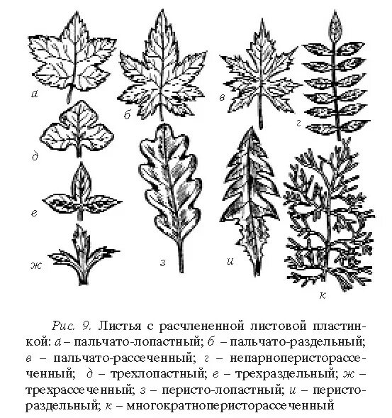 Перисто рассеченная форма листа. Пальчато лопастные листья. Тойчатолопастнве листьч. Типы расчленения листовой пластины. Пальчато раздельный лист.