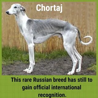 Порода похожая на борзую