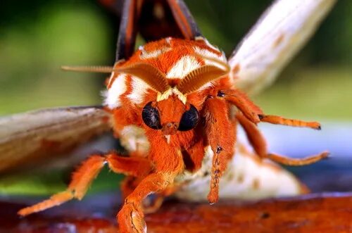 Охотник за жуками. Цитариония Королевская. Royal Walnut Moth. Рогатый дьявол Гикори бабочка. Королевская моль.