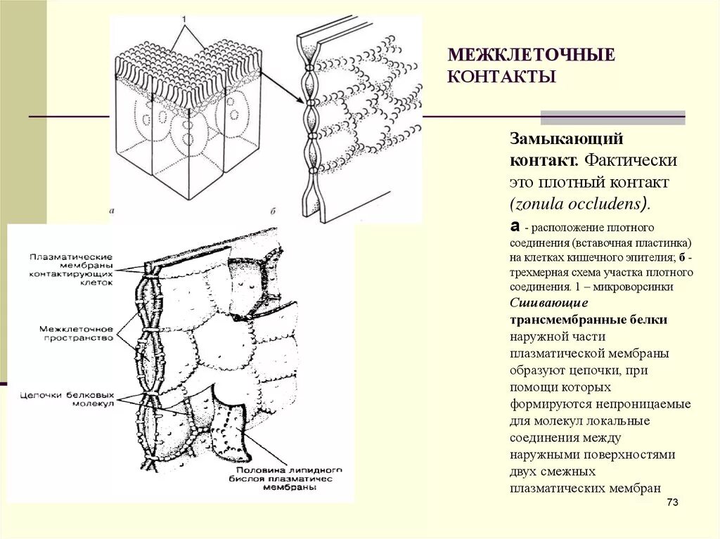 Схема межклеточных соединений в эпителиях. Типы межклеточных контактов схемы. Схема строения межклеточных контактов. Схема строения межклеточных контактов разных типов гистология. Запирающая зона