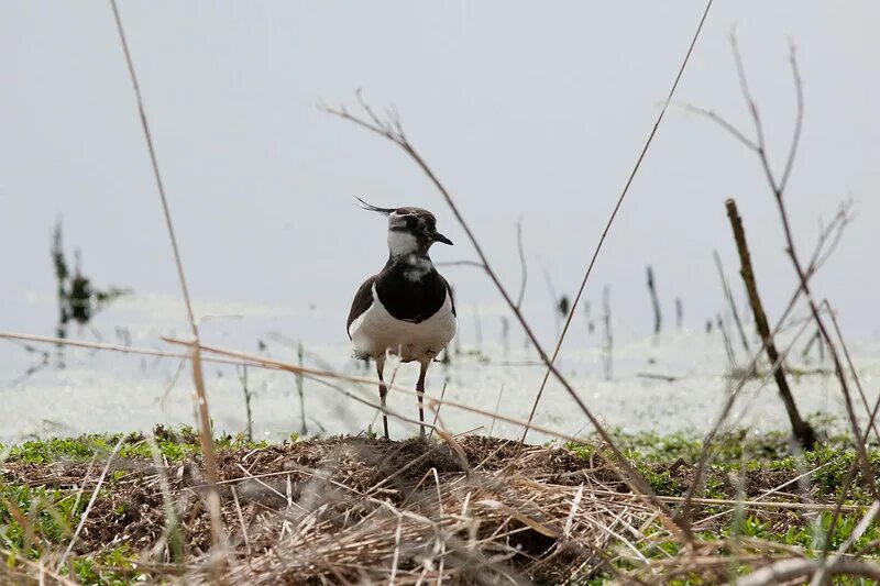 чибис колывань. чибис описание для детей. чибис северная ирландия. чибис птица фото и описание. чибис лапы.