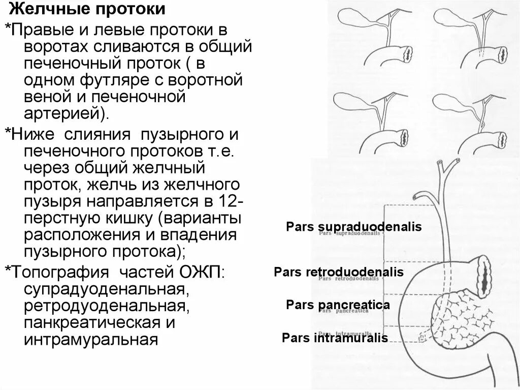 Анатомия внепеченочных желчных протоков. Строение внепеченочных желчных путей. Строение внепеченочных желчных протоков. Внепеченочные желчные пути схема.