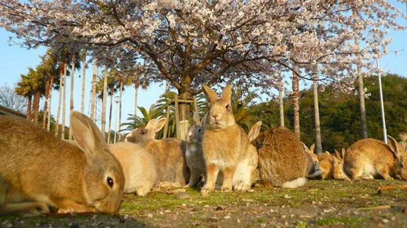 завоз кроликов в австралию. кролики в австралии интересные факты. завезли кроликов в австралию. кролики в австралии презентация. кролики в австралии нашествие.