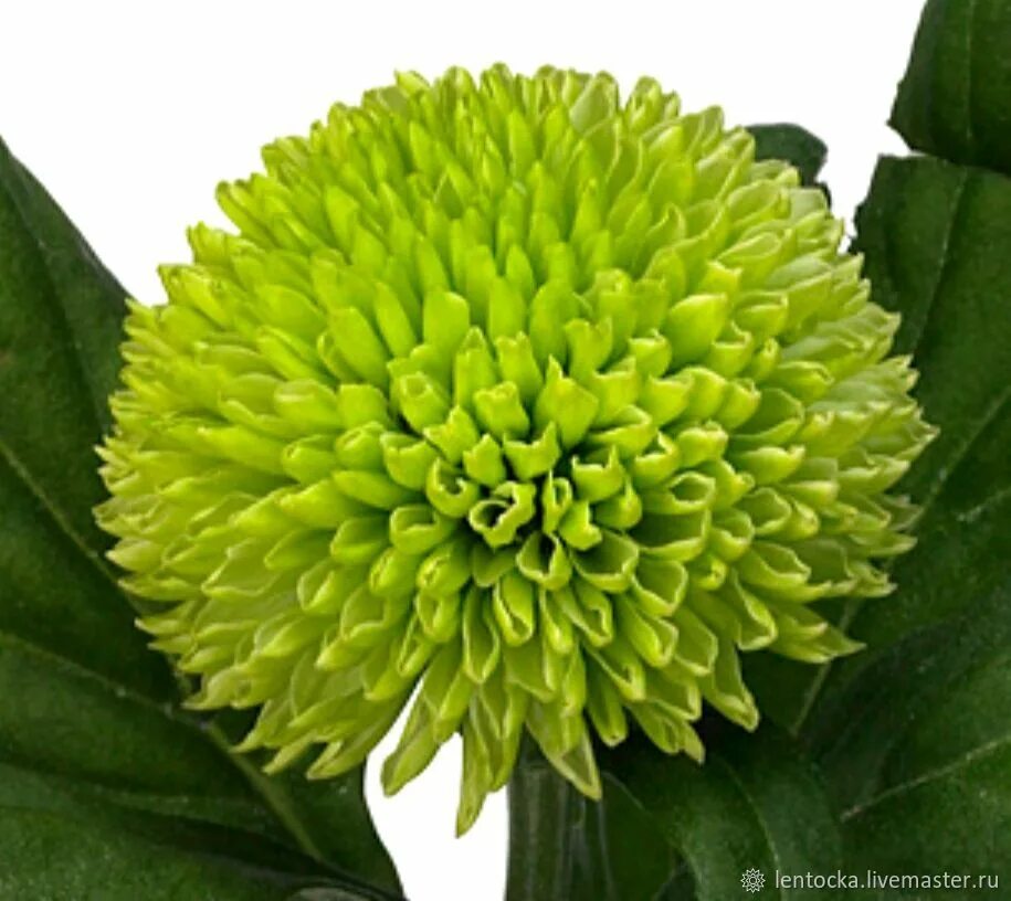 Хризантемы сорта пинг понг. Светильники из цветов хризантем пинг понг ручной работы. Хризантема ping pong. Хризантема момоко белая. Хризантема одноголовая борис беккер.