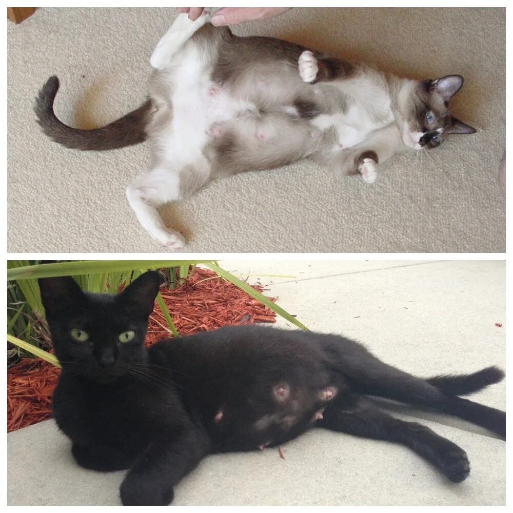 Беременная. Сделать беременную кошку. Беременность у кошек продолжительность. Сделать беременную кошку. Беременная кошка на прозрачном фоне.