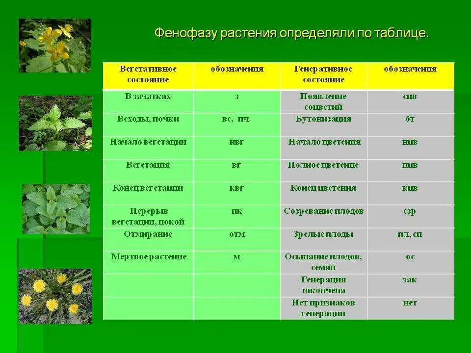 Вегетационный период растений таблица. Фенофазы плодовых растений. Период вегетации растений таблица. Период вегетации у растений что это.