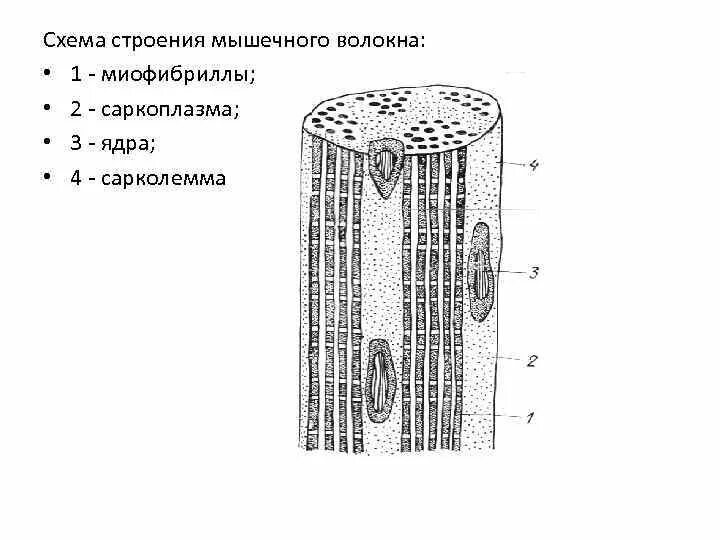 Каким номером на рисунке обозначена миофибрилла. Схема строения мышечного волокна. Схема строения поперечно-полосатого мышечного волокна. Схема строения поперечнополосатого мышечного волокна. Микроскопическая структура мышечного волокна.