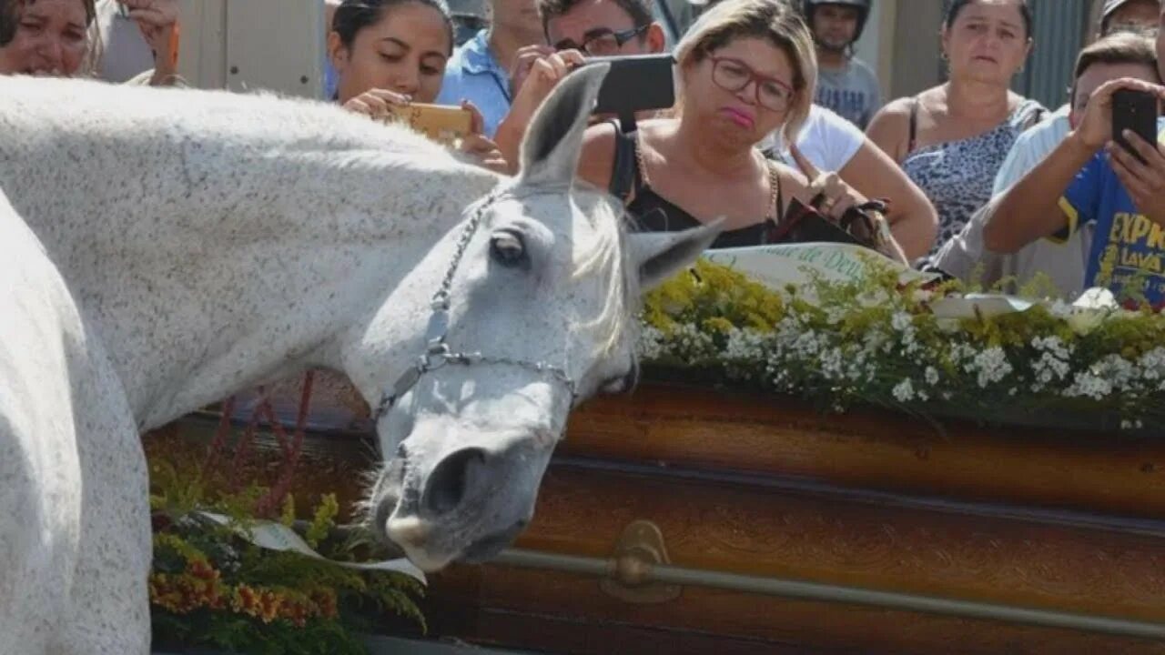 The funeral band of horses ost. Band of horses the funeral. The funeral band of horses перевод. Band of horses the funeral. Карета с лошадью.