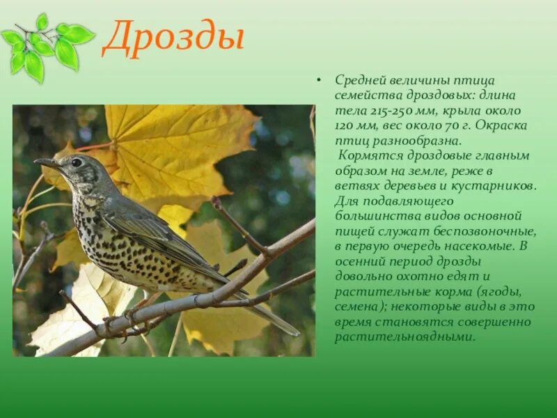 Доклад про дрозда. Дрозд презентация. Дрозд информация для детей. Птица Дрозд доклад