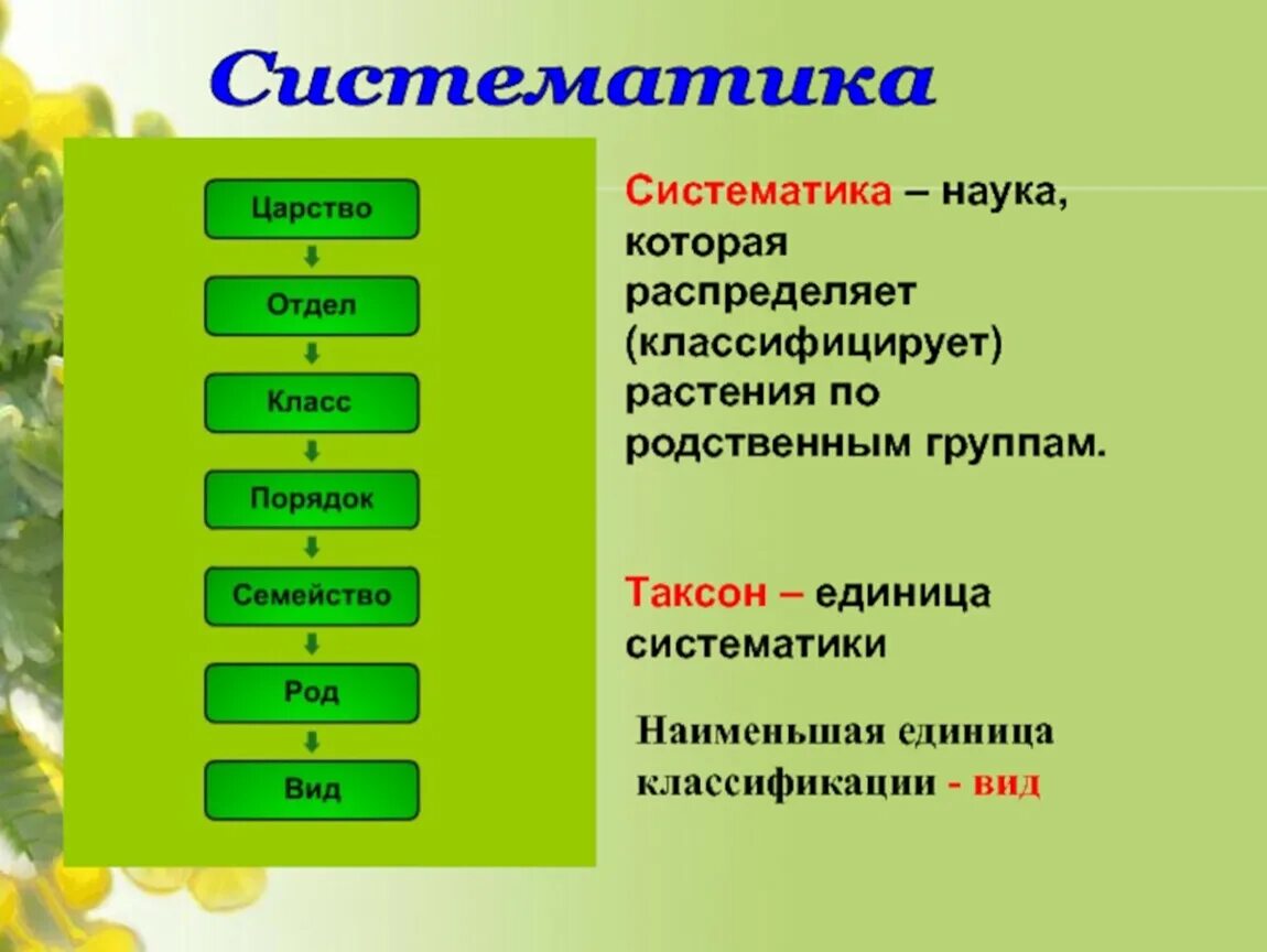 Понятия систематика. Таксономические единицы систематики растений. Основные систематисеские таксоеы пастений. Систематика таксонов сложноцветных. Основные систематические группы растений 6 класс биология.