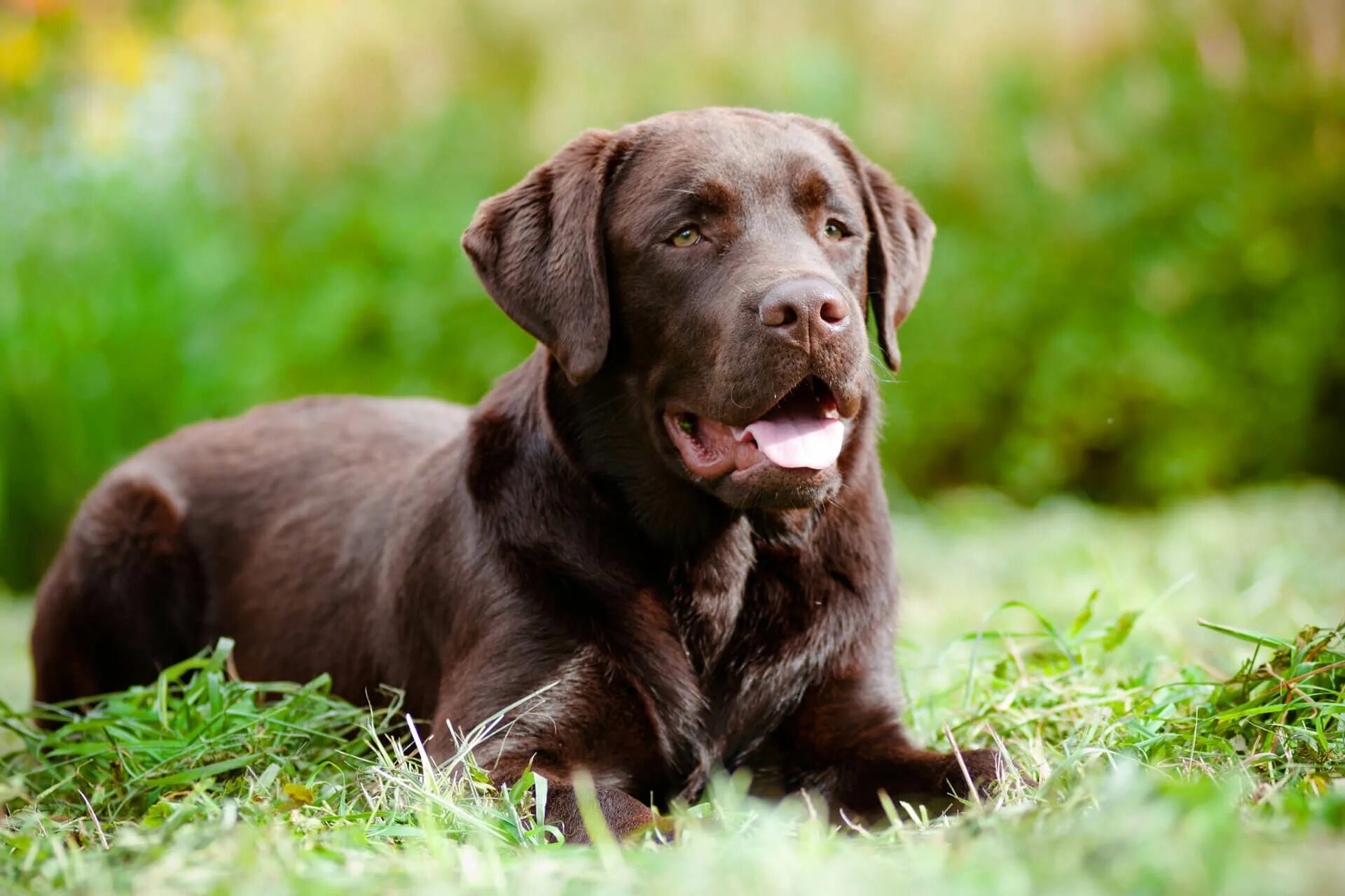 Название собак породы лабрадор. Лабрадор ретривер. Лабрадор-ретривер (Labrador Retriever).. Лабрадор ретривер шоколадный. Лабрадор ретривер коричневый.