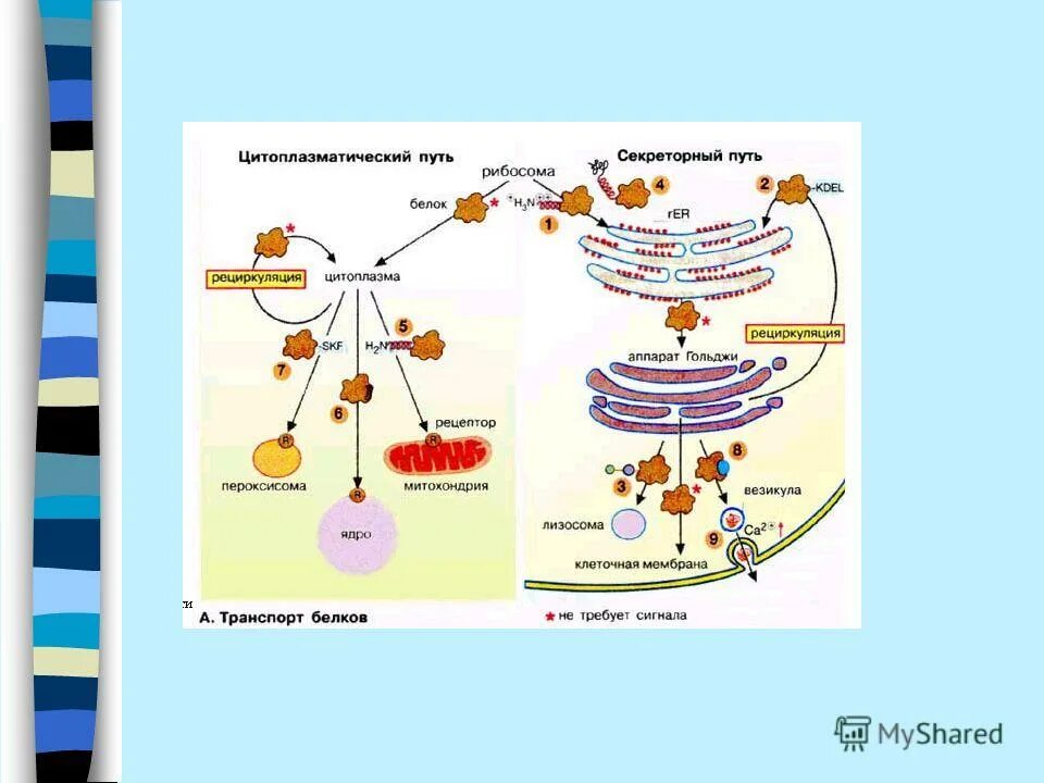 процесс синтеза белка схема. биосинтез белка в живых организмах. синтез рнк и белков растительной клетки. синтез белка в животной клетке происходит. биосинтез белка у эукариот.