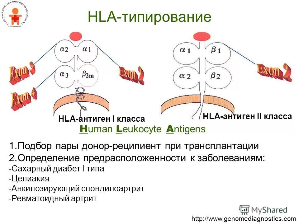 Hla артриты. Hla артриты