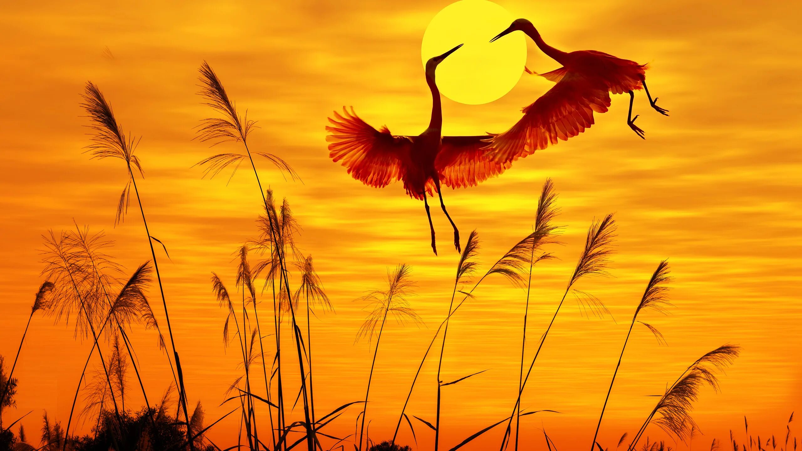 Дни летят за рассветом закат слушать. Птицы на закате. Природа птицы. Закат солнца и птицы. Птицы на рассвете.