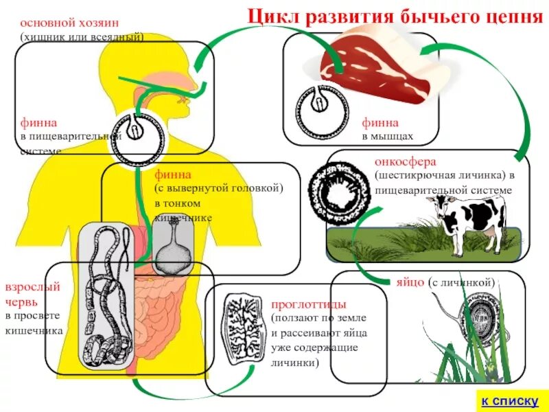 Жизненный цикл бычьего цепня начиная с яиц