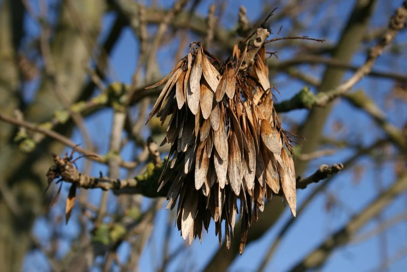 ясень обыкновенный крылатки. крылатка ясеня. семена крылатки ясеня. семена крылатки ясеня. ясень обыкновенный крылатки.