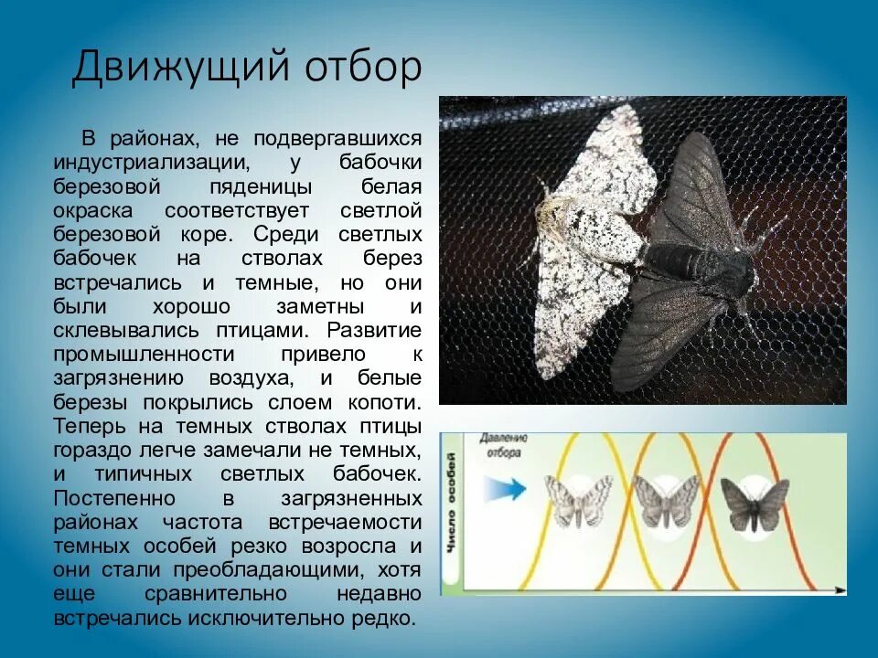 Бабочка березовая пяденица форма естественного отбора. Березовая Пяденица движущий отбор. Движущий отбор бабочки пяденицы. Движущая форма отбора примеры.