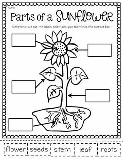 Forest school 7 grade plan