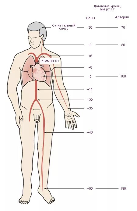 Давление тела человека. Давление в венах человека. Тело давления схема. Схема давление человека.