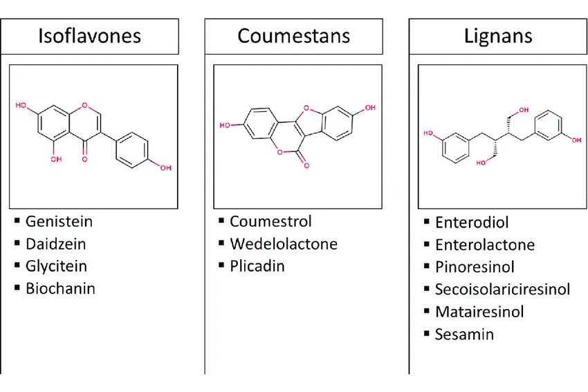 Synthetic female hormones. Соевый эстроген. Соевый эстроген. Соевый эстроген. Соевый эстроген.