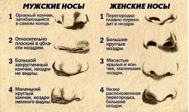Формы носа и их названия. Физиогномика формы носов. форма носа человека. типы носов у людей. формы носов у человека.