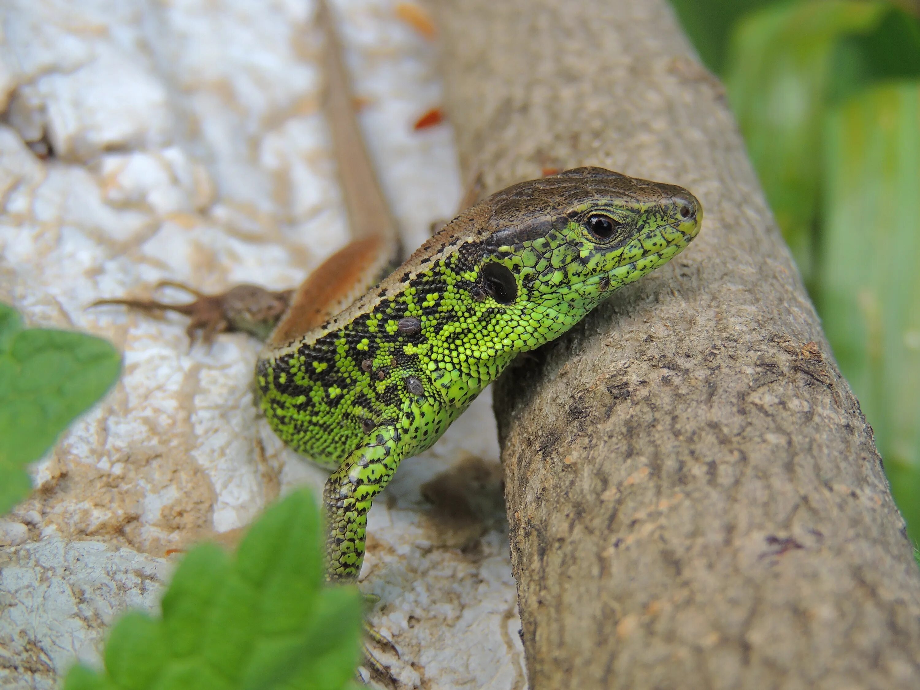 Прыткая ящерица сердце. Прыткая ящерица Lacerta Agilis. Ареал прыткой ящерицы.