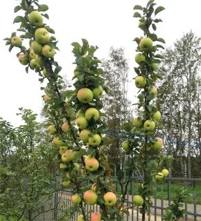 Название колоновидных яблонь сортов фото и название