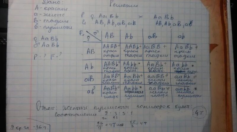 У томатов красная окраска доминирует над желтой. У томатов красная окраска плодов доминирует. У томатов красная окраска плодов доминирует над желтой. У томатов красный окрас плода доминирует над желтым. Плоды томатов цвет доминантные.