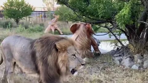 Тайган асада львица последние новости на сегодня