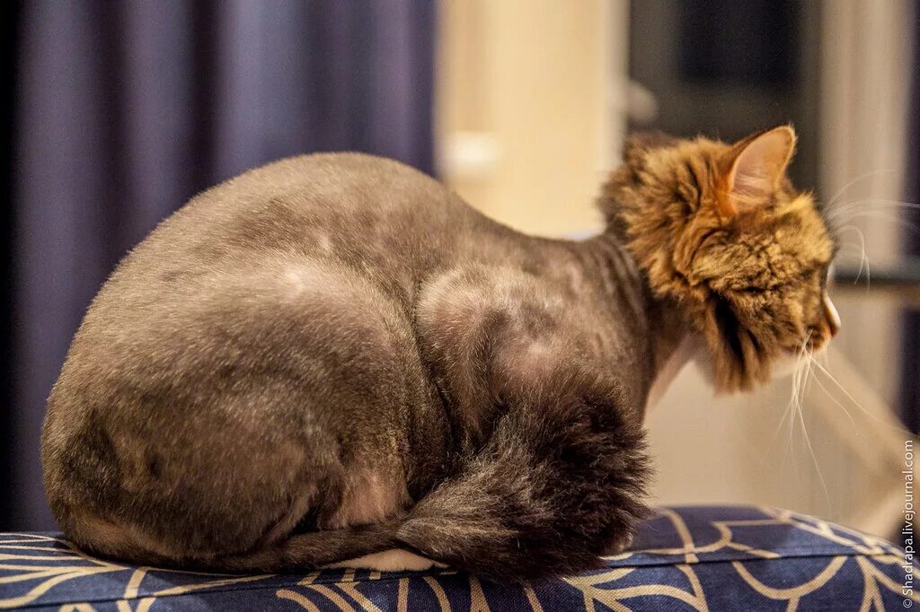 Стрижка пушистых котов. Кот голова и хвост. Кот с задранным хвостом. Кот голова и хвост. Гибрид кота и рыбы.