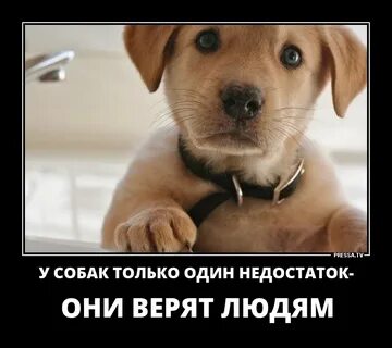 Просто dogs