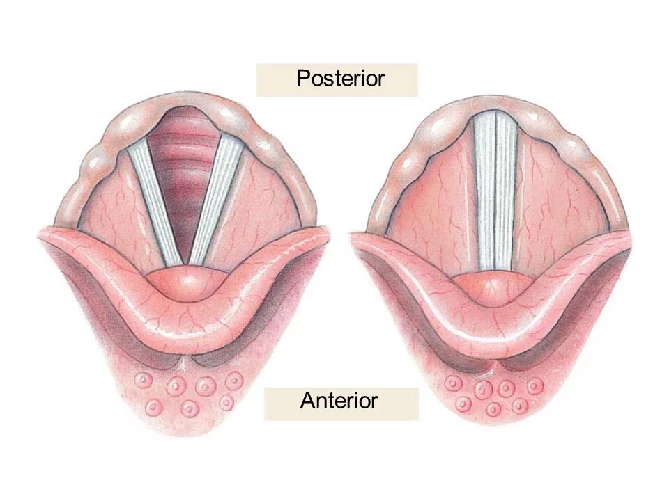 Строение голосовых складок. Голосовая складка гортани. Структура голосовой складки.