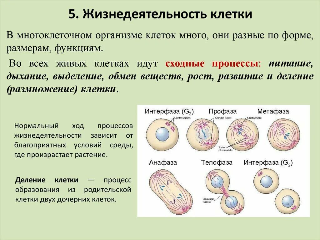 Тест жизнедеятельности клетки