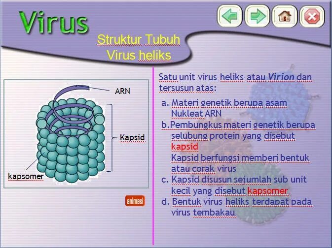 Virus 9. Вирусы 5 класс биология. Капсид вируса состоит из. Капсид майнкрафт. Вирусы тест 5 класс.