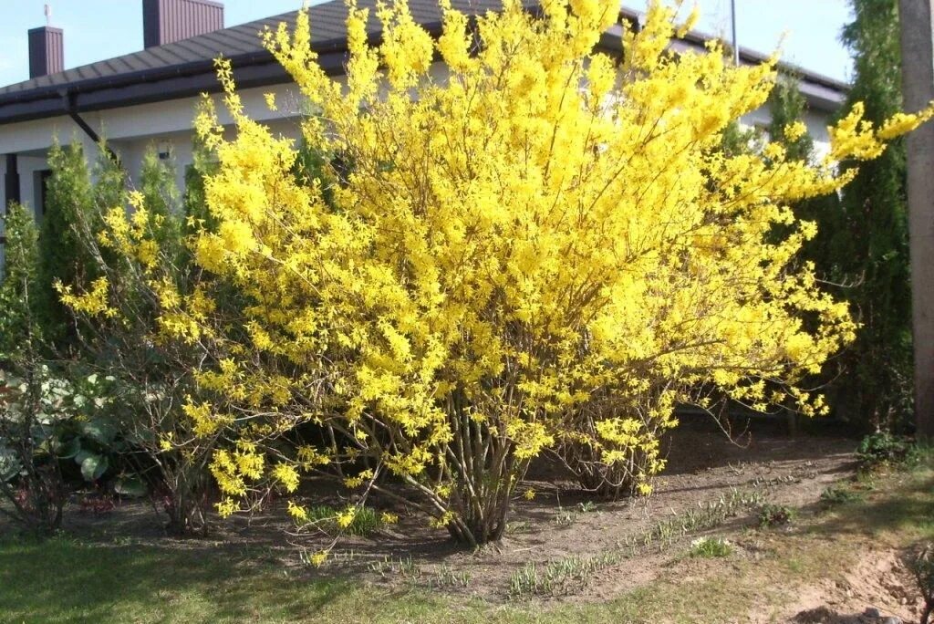 Кустарник цветущий желтыми цветами ранней весной