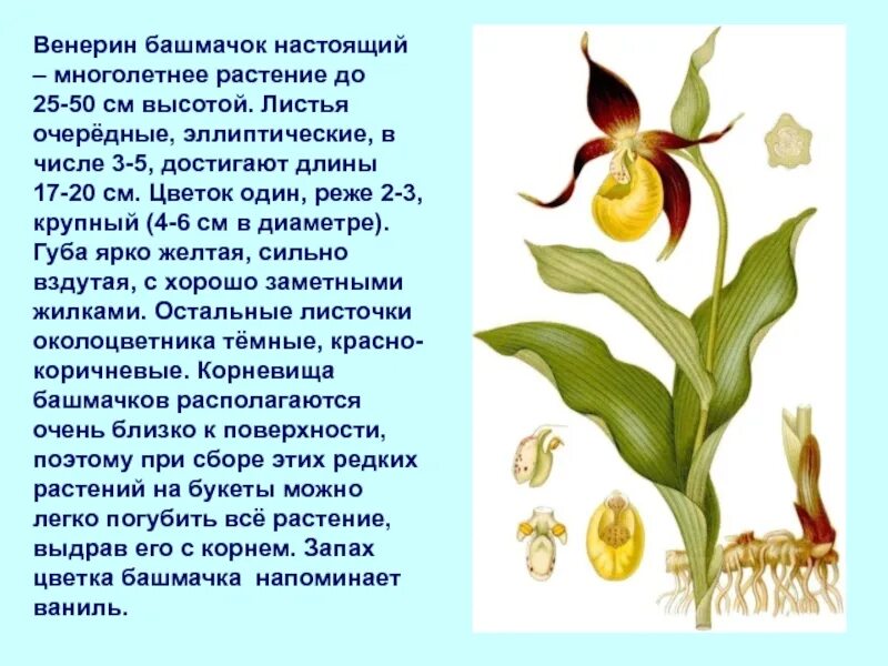 Цветов 5 классов. Венерин башмачок красная книга. Рассказ о растении Венерин башмачок. Венерин башмачок цветок красная книга. Описание Венеры башмачка.