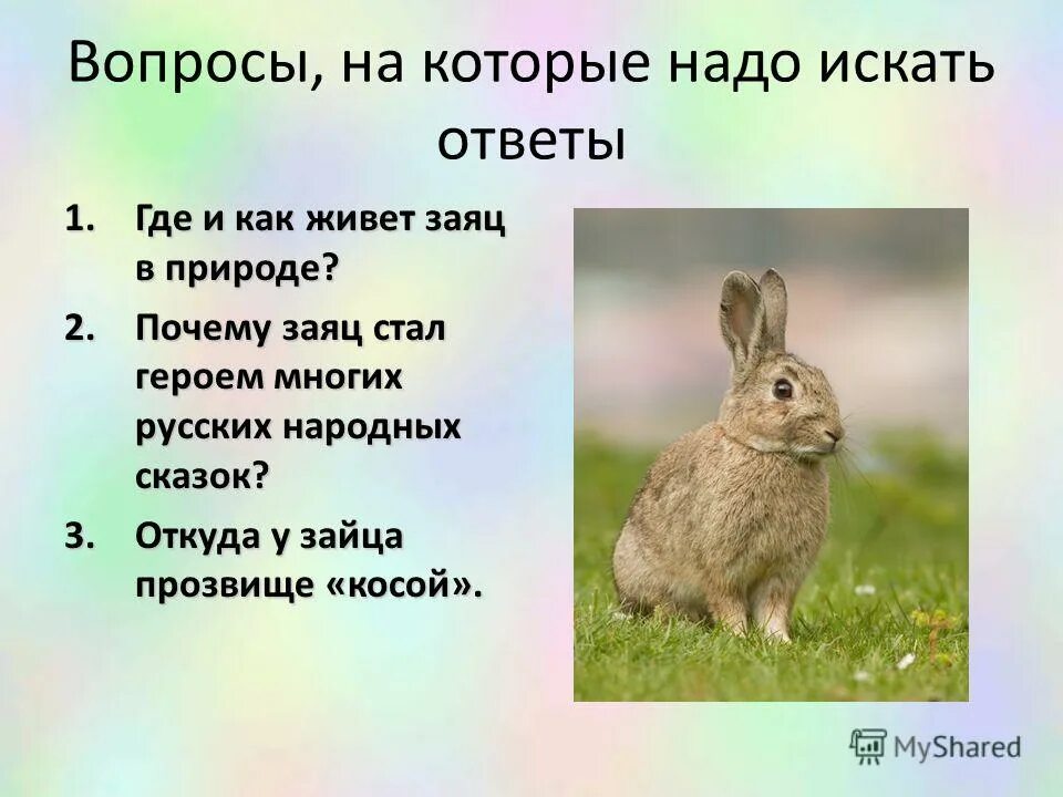 Предложения на слово зайцев. Вопросы про зайца. Рассказать о зайце. Заяц 3 класс. Вопросы про Зайцев.