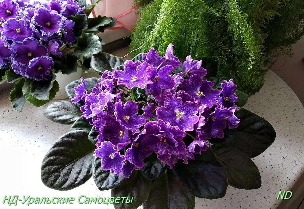 нд уральские самоцветы. дн уральские самоцветы фиалка. сорт фиалки уральские самоцветы. фиалка нд уральские самоцветы. фиалка уральские самоцветы спорт.