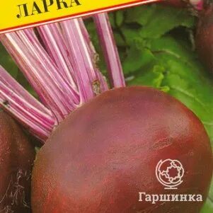 Семена гаршинка интернет. Семена гаршинка интернет