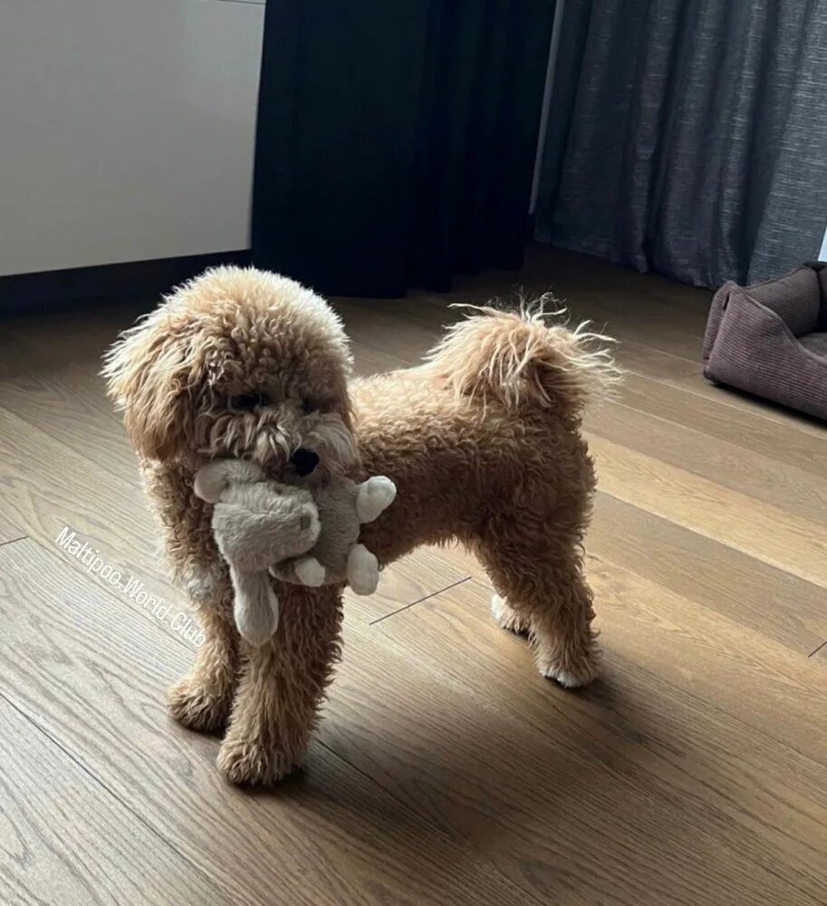 Pin by Suchitra. on ส ต ว Bichon dog, Bichon frise dogs, Bichon