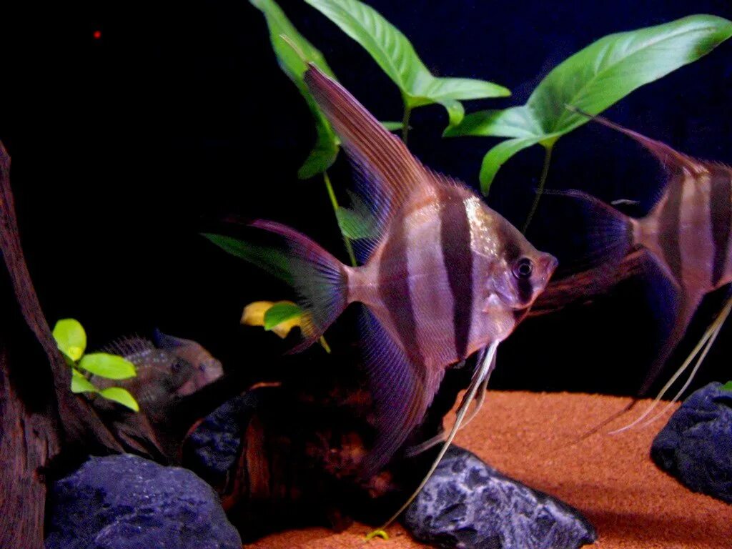 Скалярия альтум. Скалярии альтум. Скалярия перуанский альтум. Альтум ориноко pterophyllum altum. Скалярия перуанский альтум.