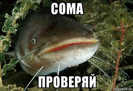 Дай сом
