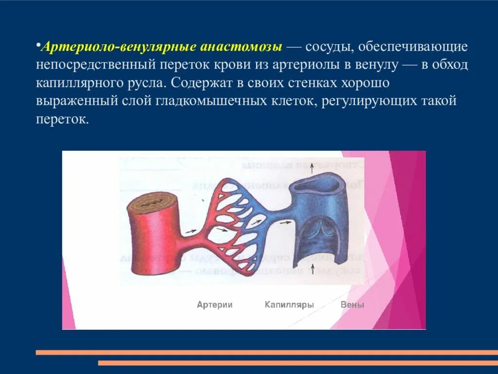 Чем характеризуются сосуды. Артериоло-венулярные анастомозы. Сосуды сосудов. Строение артерии вены и капилляры.