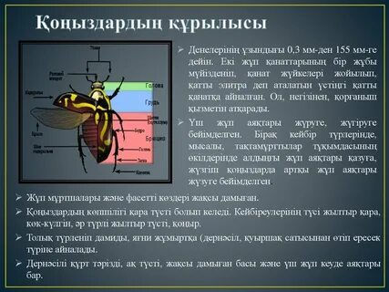 Шырынды ананы екі бейтаныс адам трахает етеді