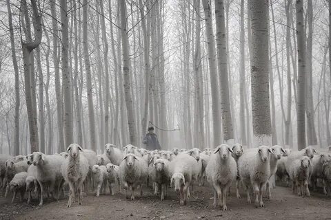 Стадо животных 4